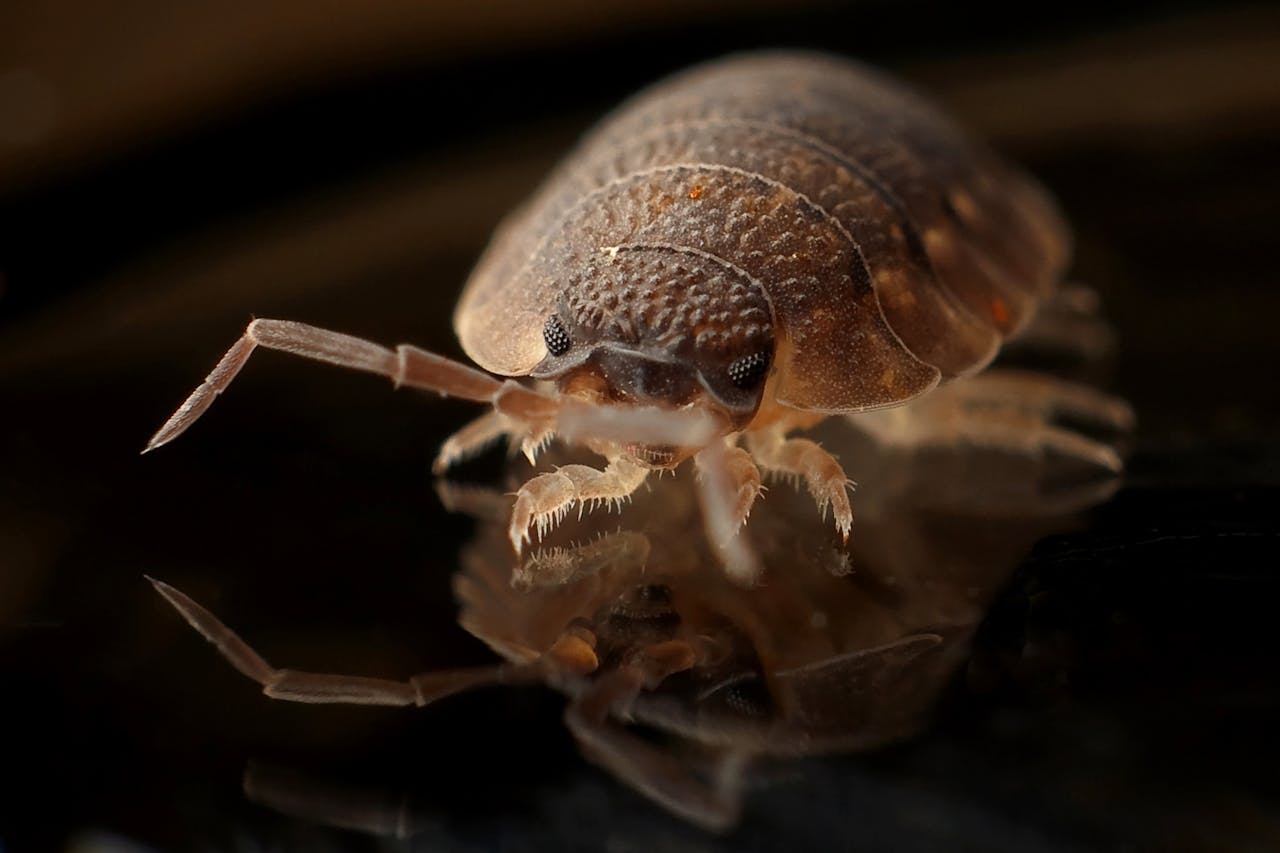 What Do Bedbugs Look Like? | How To Identify Bed Bugs | EES Pest ...