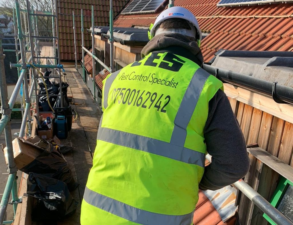 A worker in an Edinburgh Environmental Services branded high-vis carrying out commercial pest proofing on the roof of a commercial property.