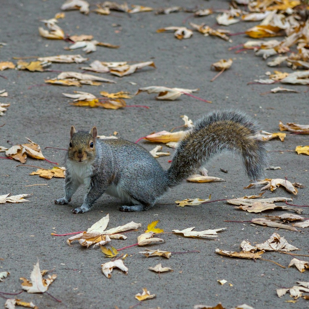 Grey squirrel on a concrete road covered in autumn leaves