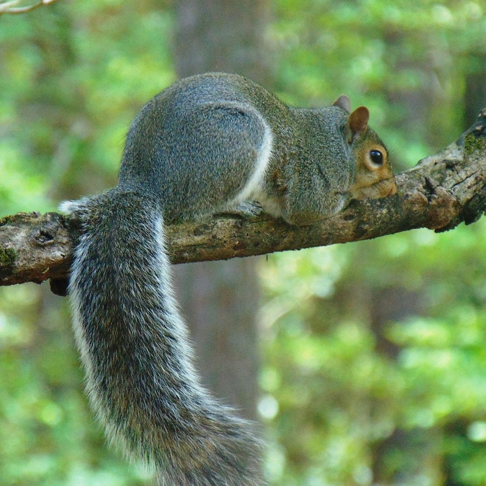 Grey squirrel on a branch