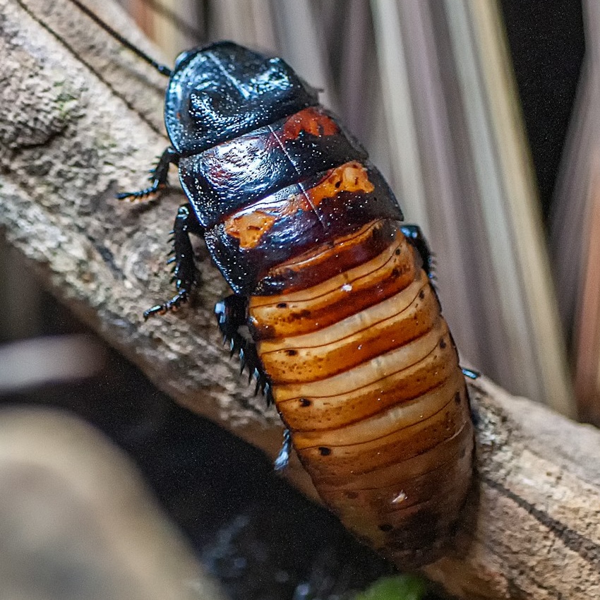 A cockroach on a leaf