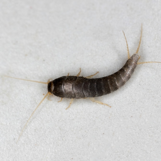 Silverfish on a white background