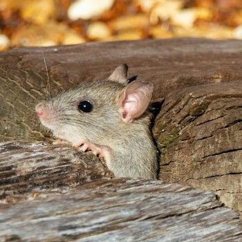 Mouse peeping out of a log