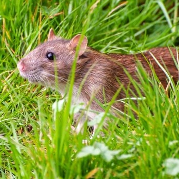 Brown rat in grass
