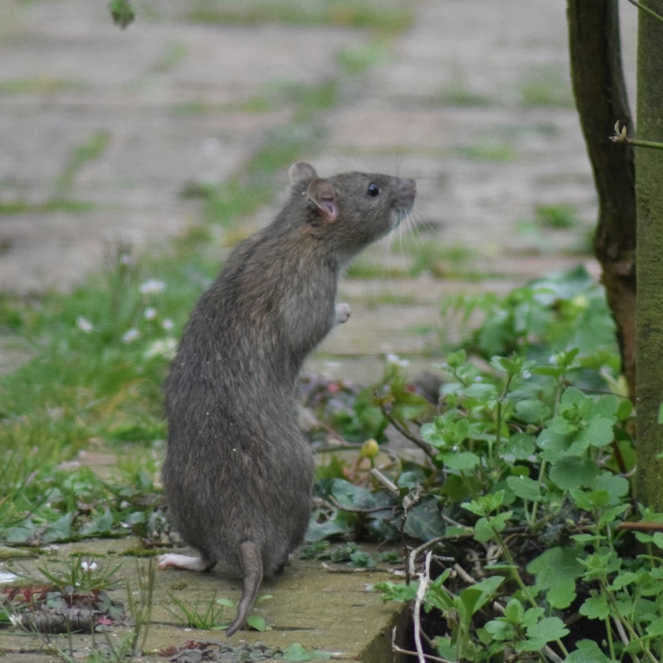 Brown rat on pavement on its back legs looking up at a tree
