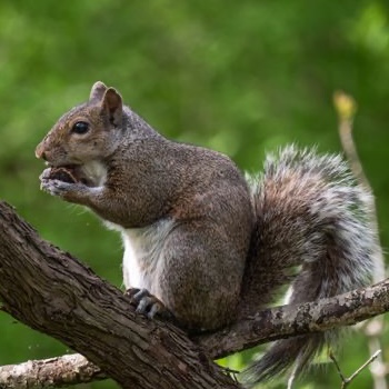 Grey squirrel on a branch