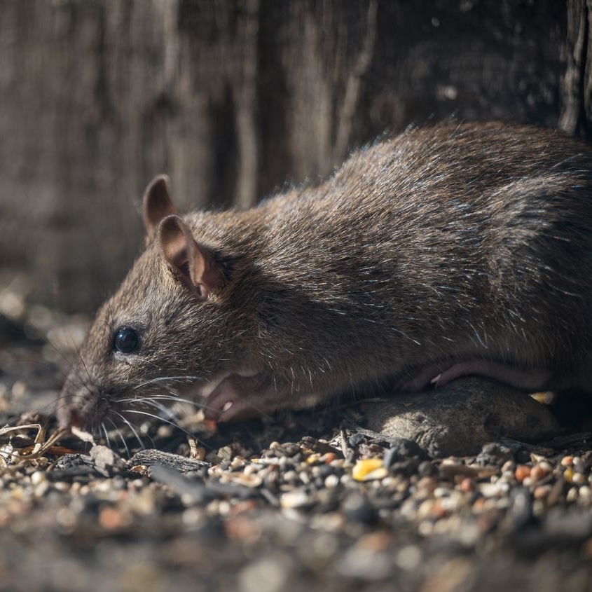 Rat on the floor looking for food 
